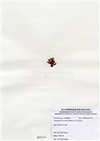 藏品(北方赤盾藻)的圖片